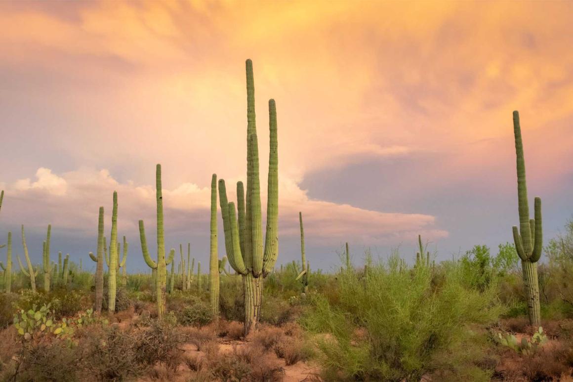 Desert scene featuring a saguaro cactus at sunset, with colorful skies illuminating the surrounding landscape